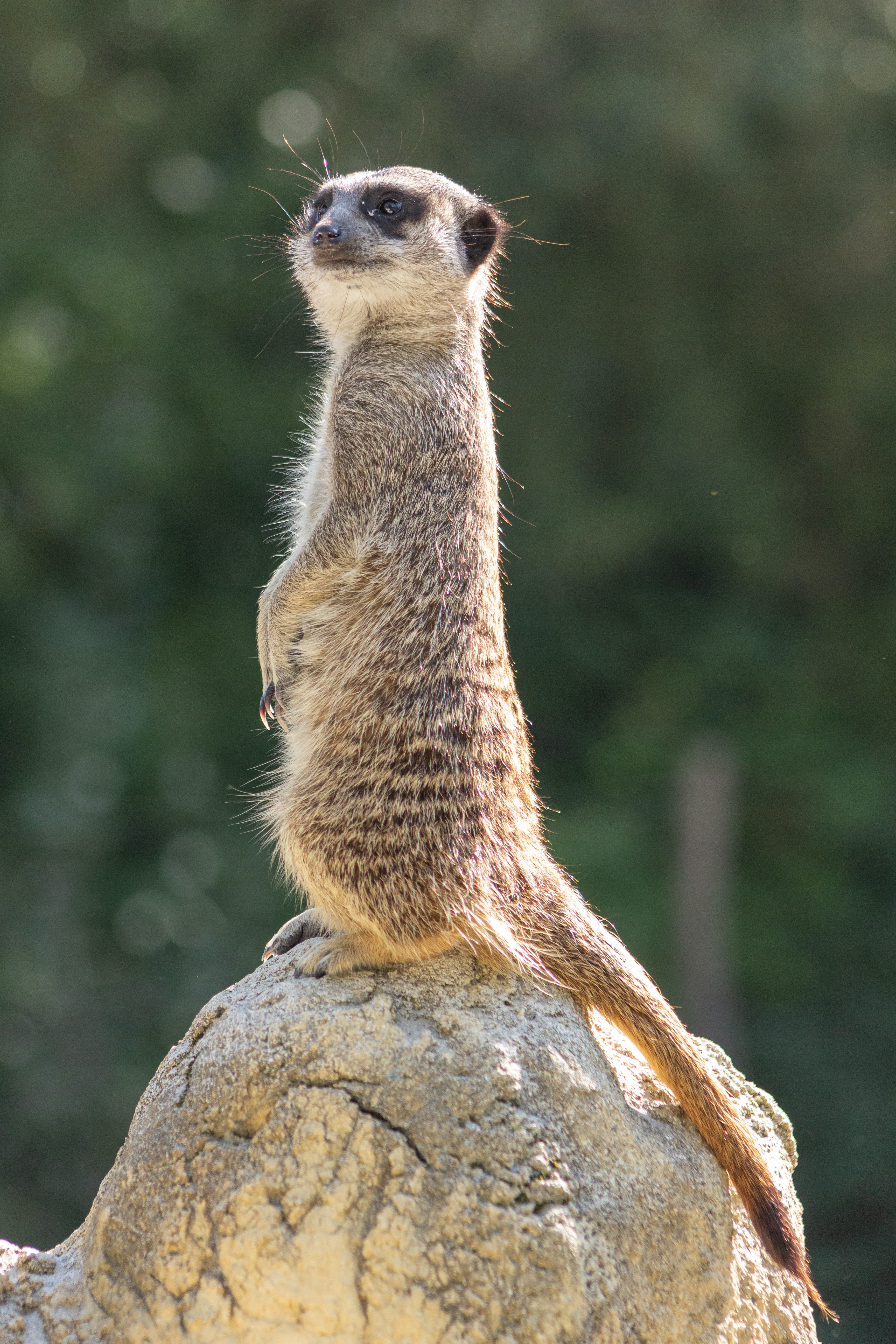 Erdmännchen